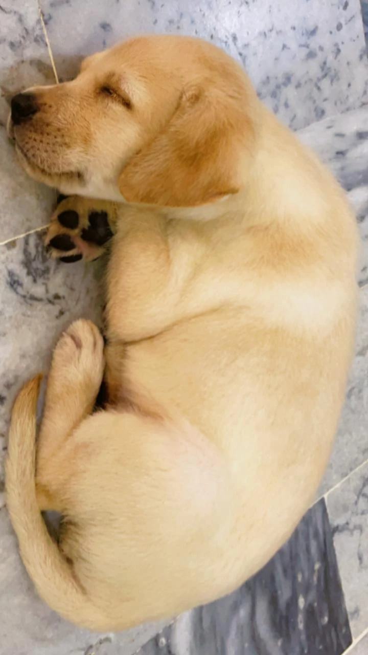 Labrador Female  puppy