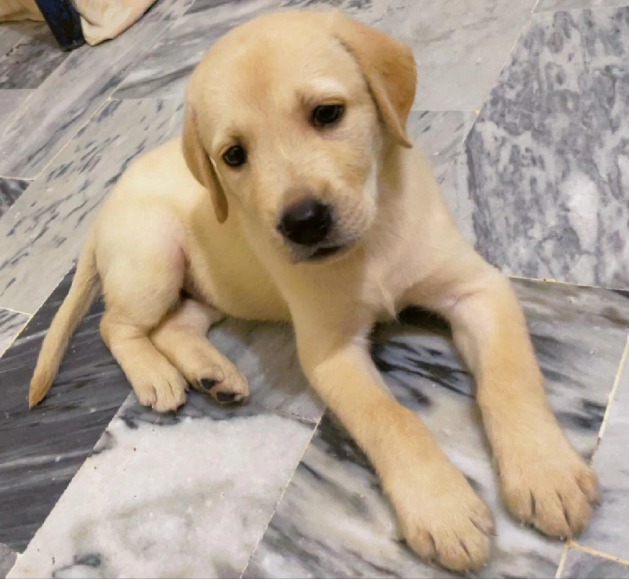 Labrador Female  puppy-Image 5