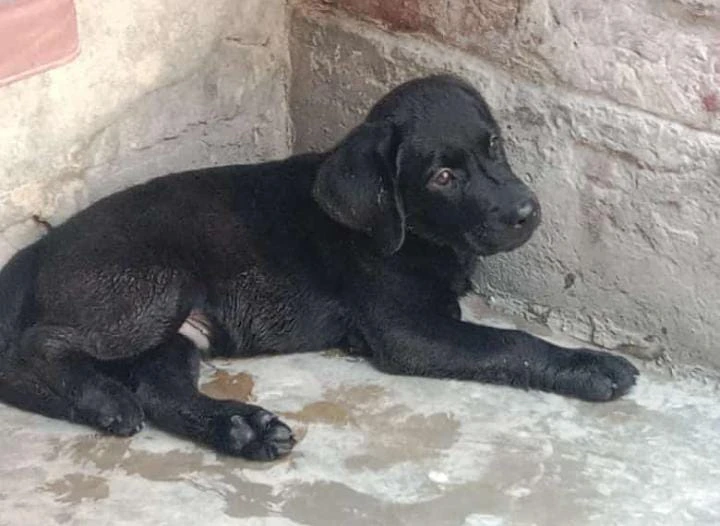 Labrador Male pup