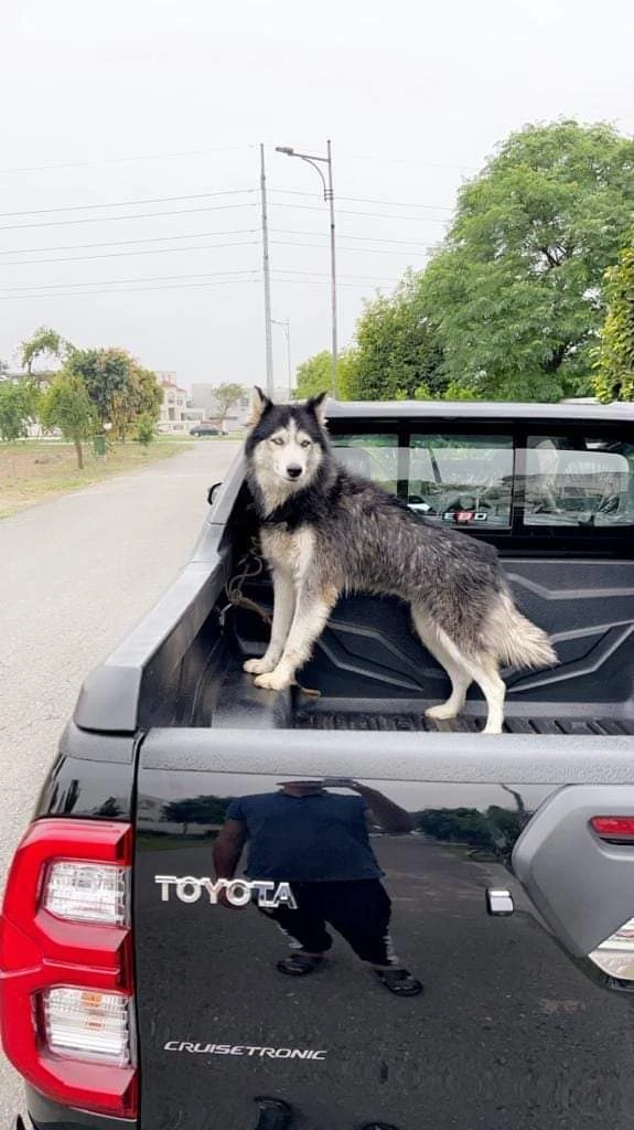 Siberian Husky Male