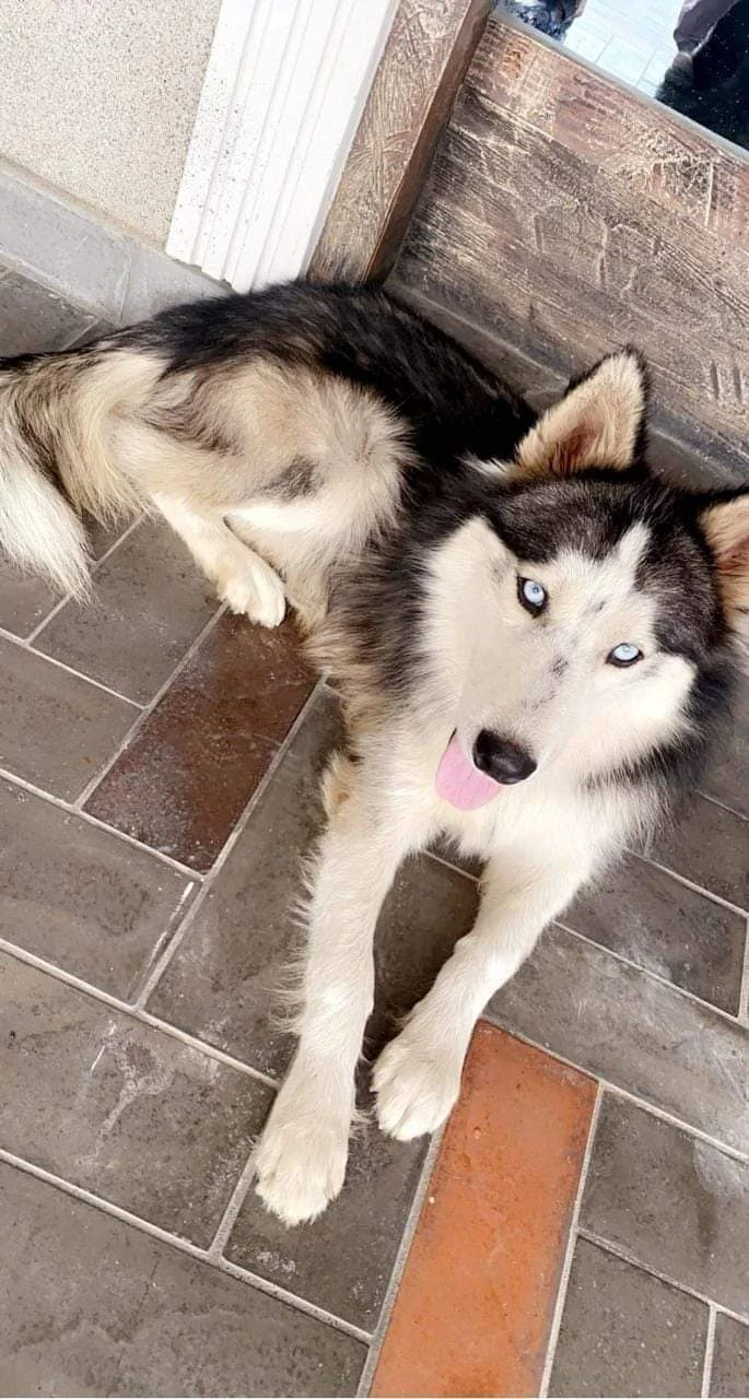 Siberian Husky Male