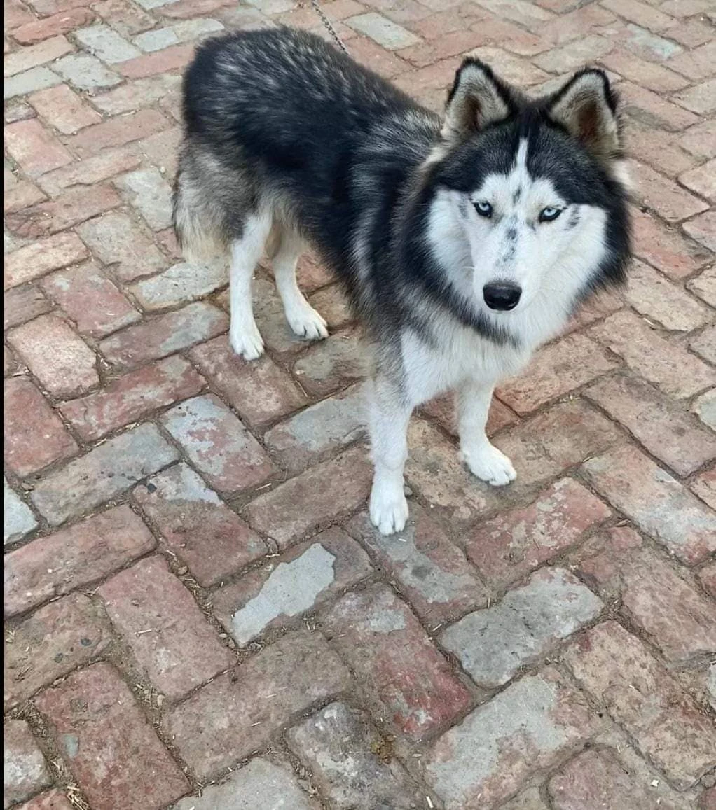 Siberian Husky Male