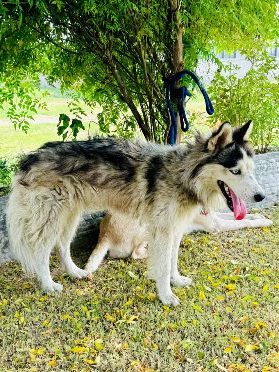 Siberian Husky Male