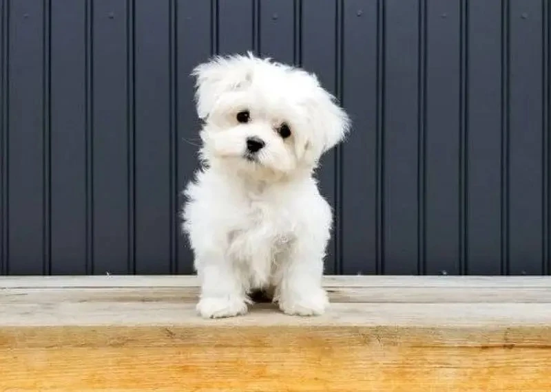 Maltese puppies available looking for a new home