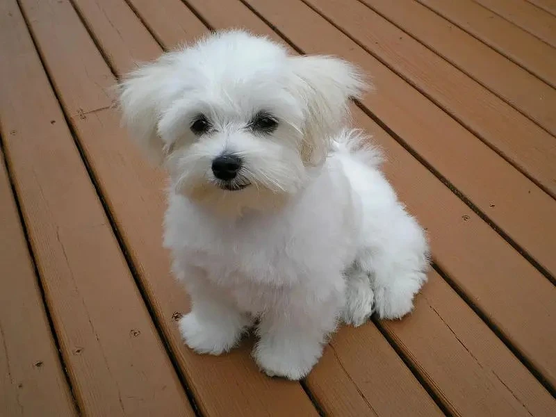 Maltese puppies available looking for a new home-Image 2