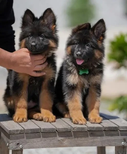 German shepherd puppies available-Image 1