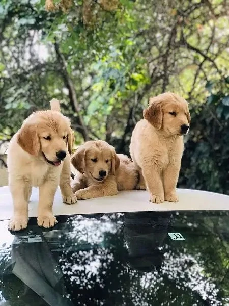 Golden retriever puppies available looking for a new home