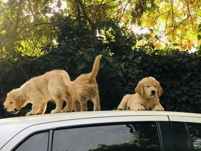 Golden retriever puppies available looking for a new home