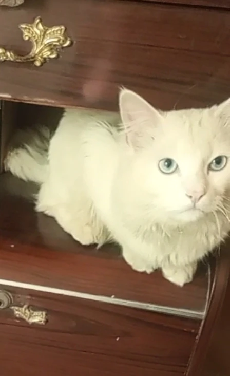 Blue Eyed Persian MaLe Cat