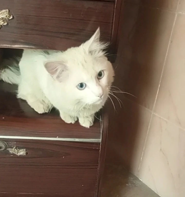 Blue Eyed Persian MaLe Cat