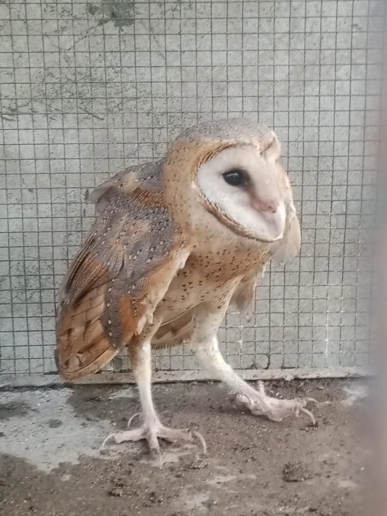 British Barn Owl-Image 1