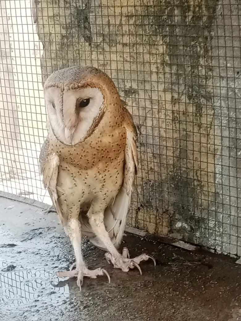 British Barn Owl