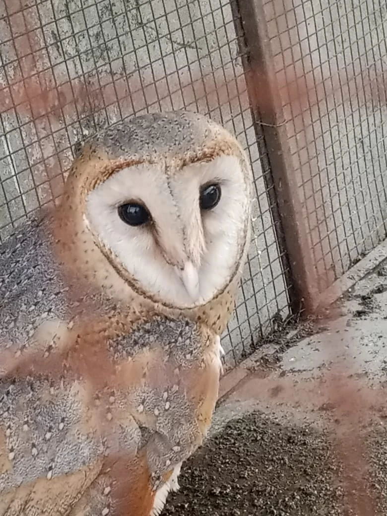 British Barn Owl