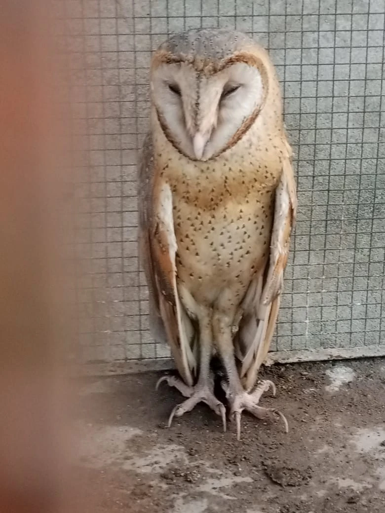 British Barn Owl