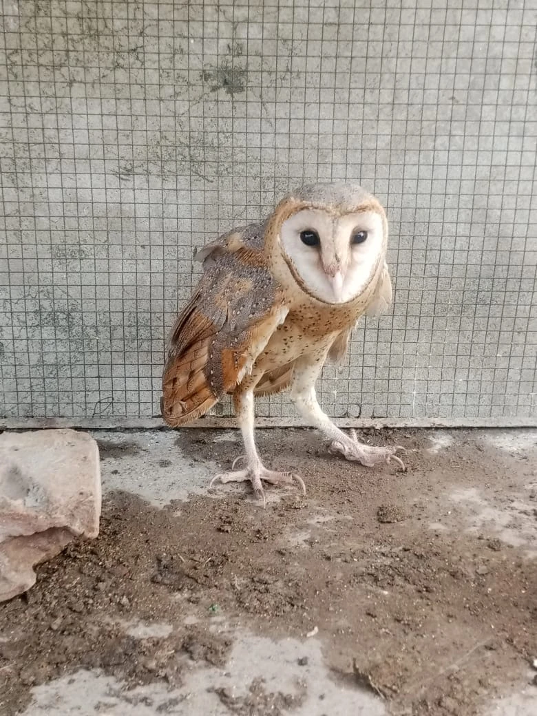 British Barn Owl-Image 5