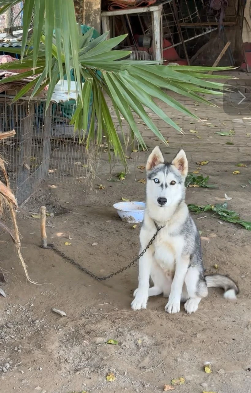 Sibarian Husky Puppy (Odd Eyes)