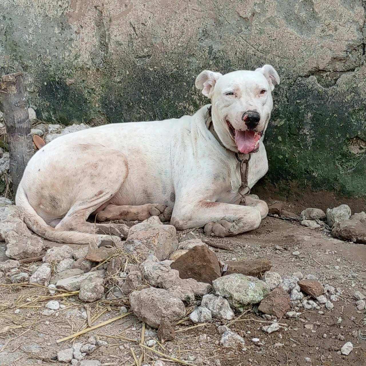 Kohati gultair male dog available for sale-Image 1