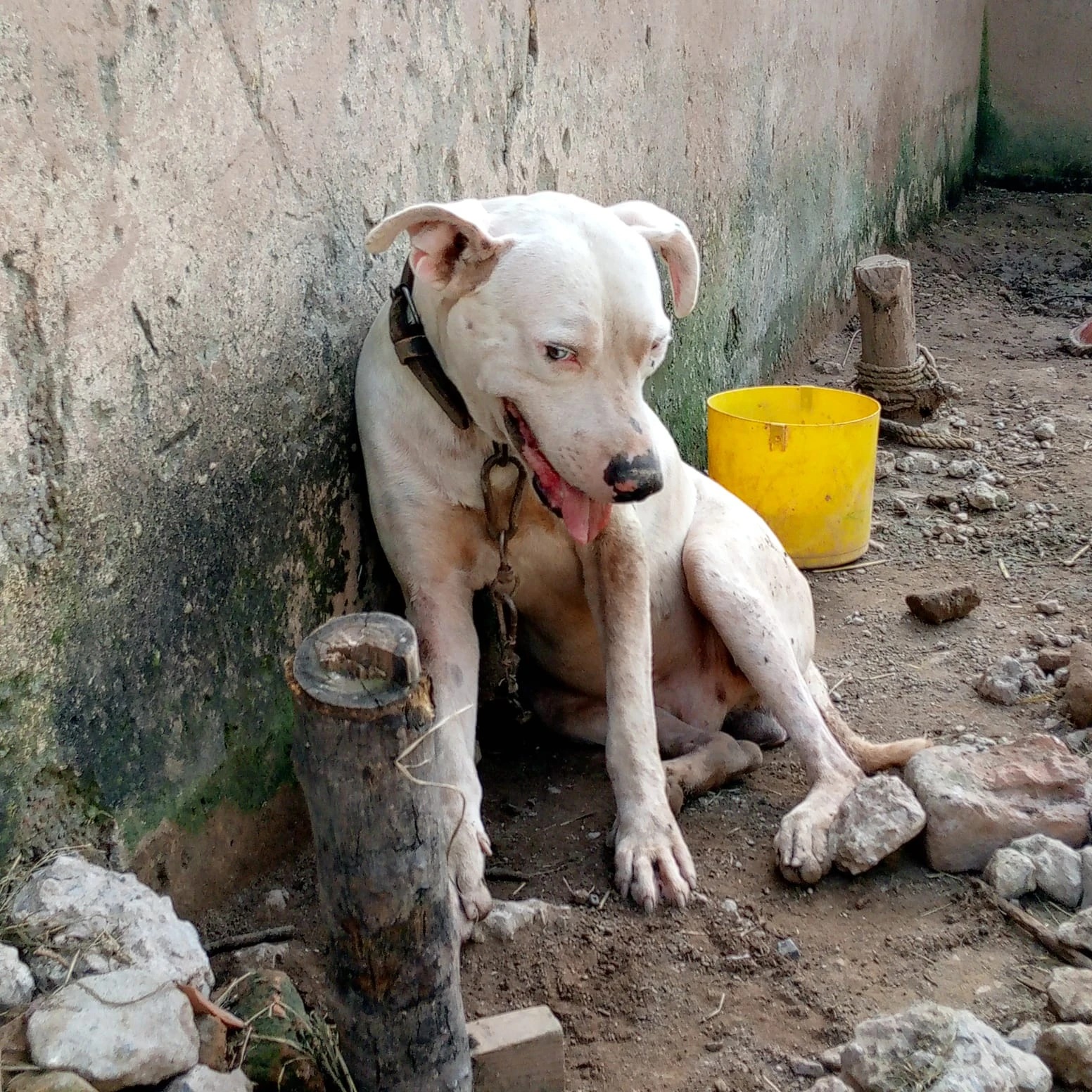 Kohati gultair male dog available for sale