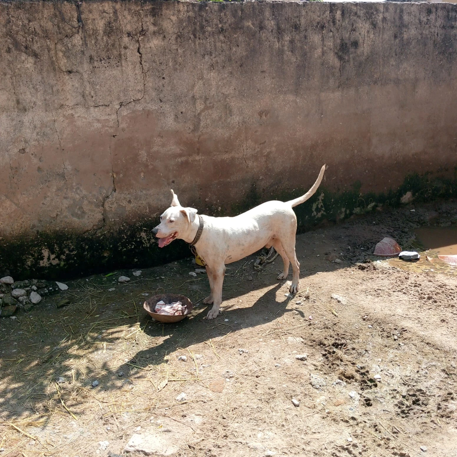 Kohati gultair male dog available for sale-Image 3