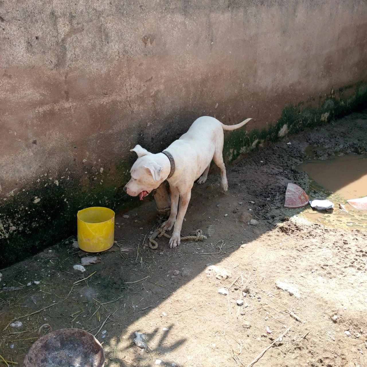 Kohati gultair male dog available for sale