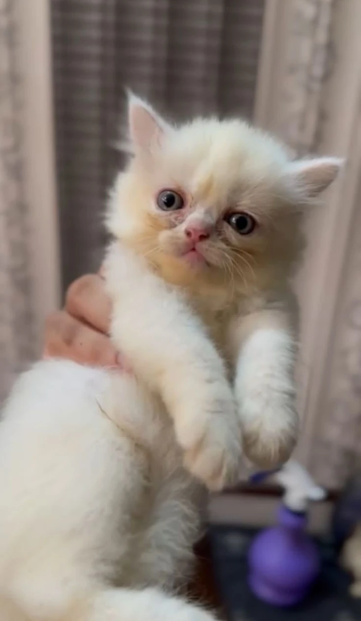 Persian kittens - peke- near to peke- blue eyes