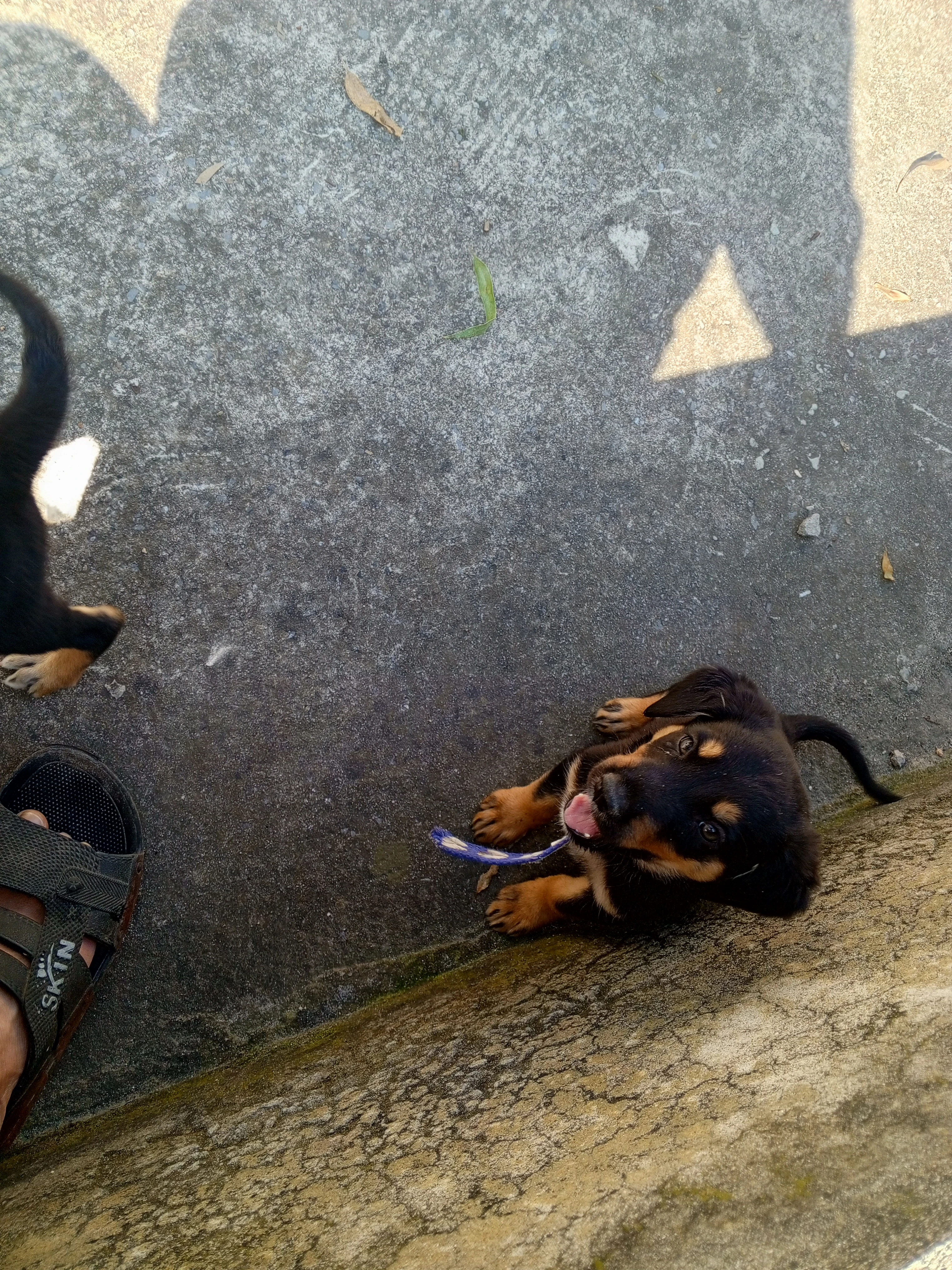 German rottweiler puppies