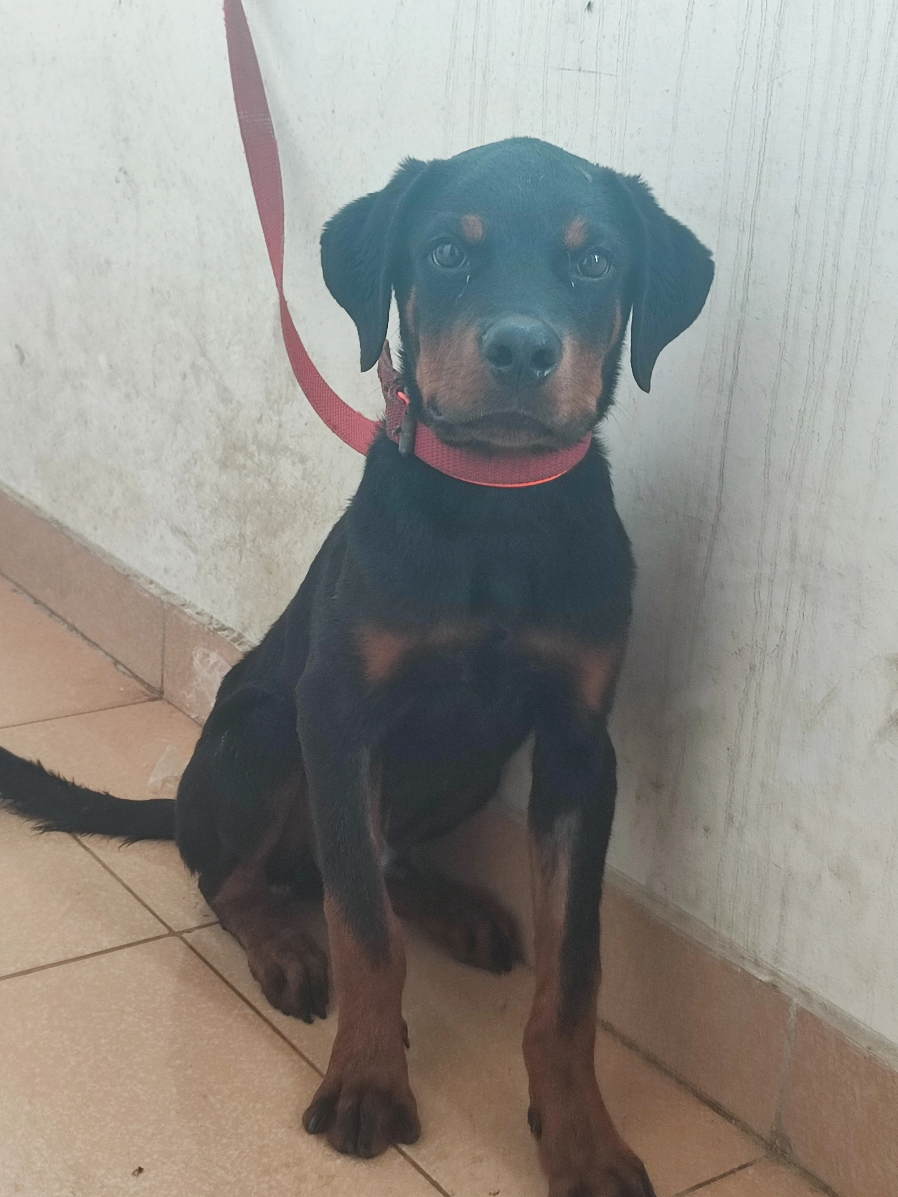 Pedigree Rottweiler 4 months puppy for sale-Image 1