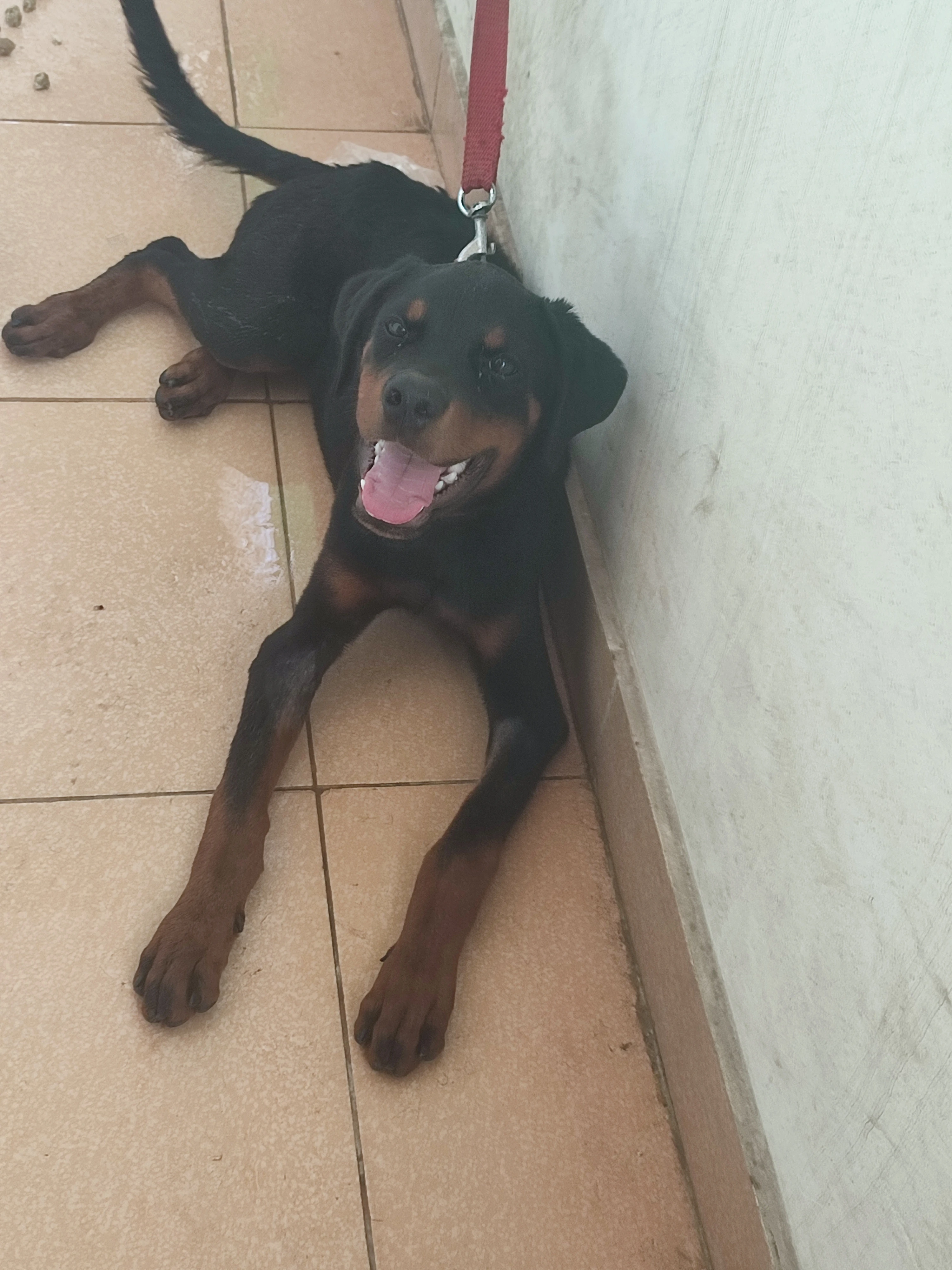 Pedigree Rottweiler 4 months puppy for sale-Image 2