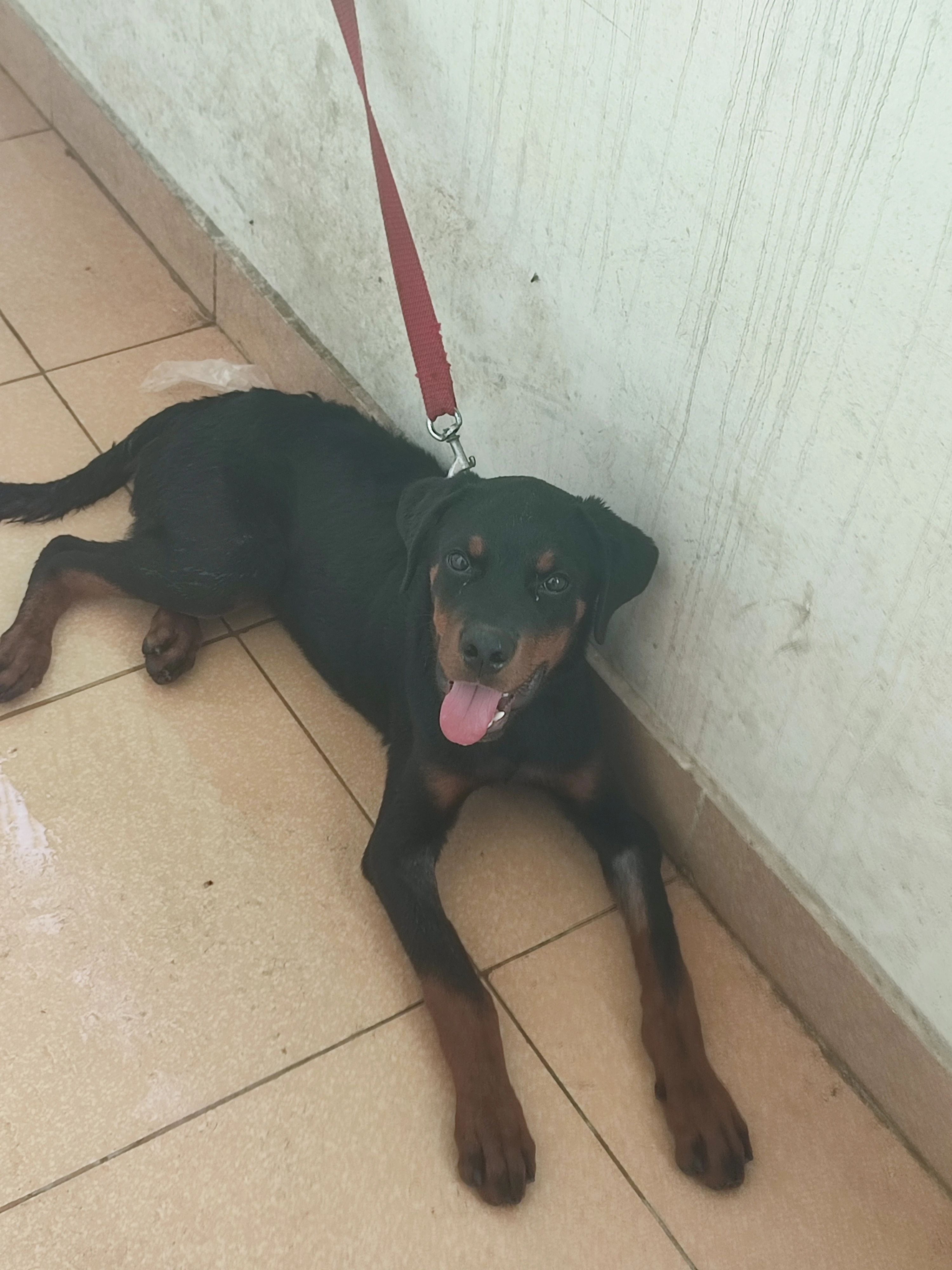 Pedigree Rottweiler 4 months puppy for sale