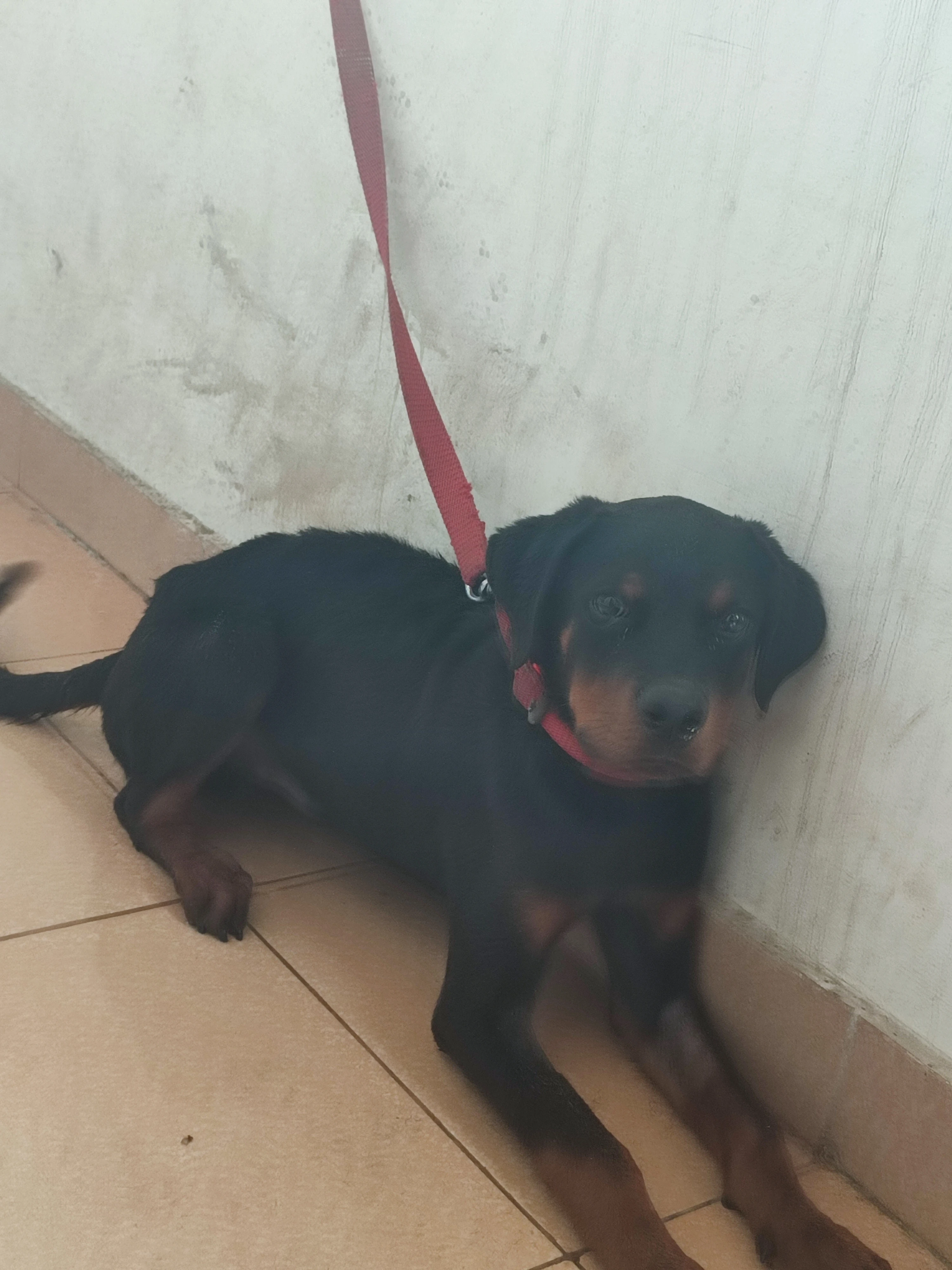 Pedigree Rottweiler 4 months puppy for sale