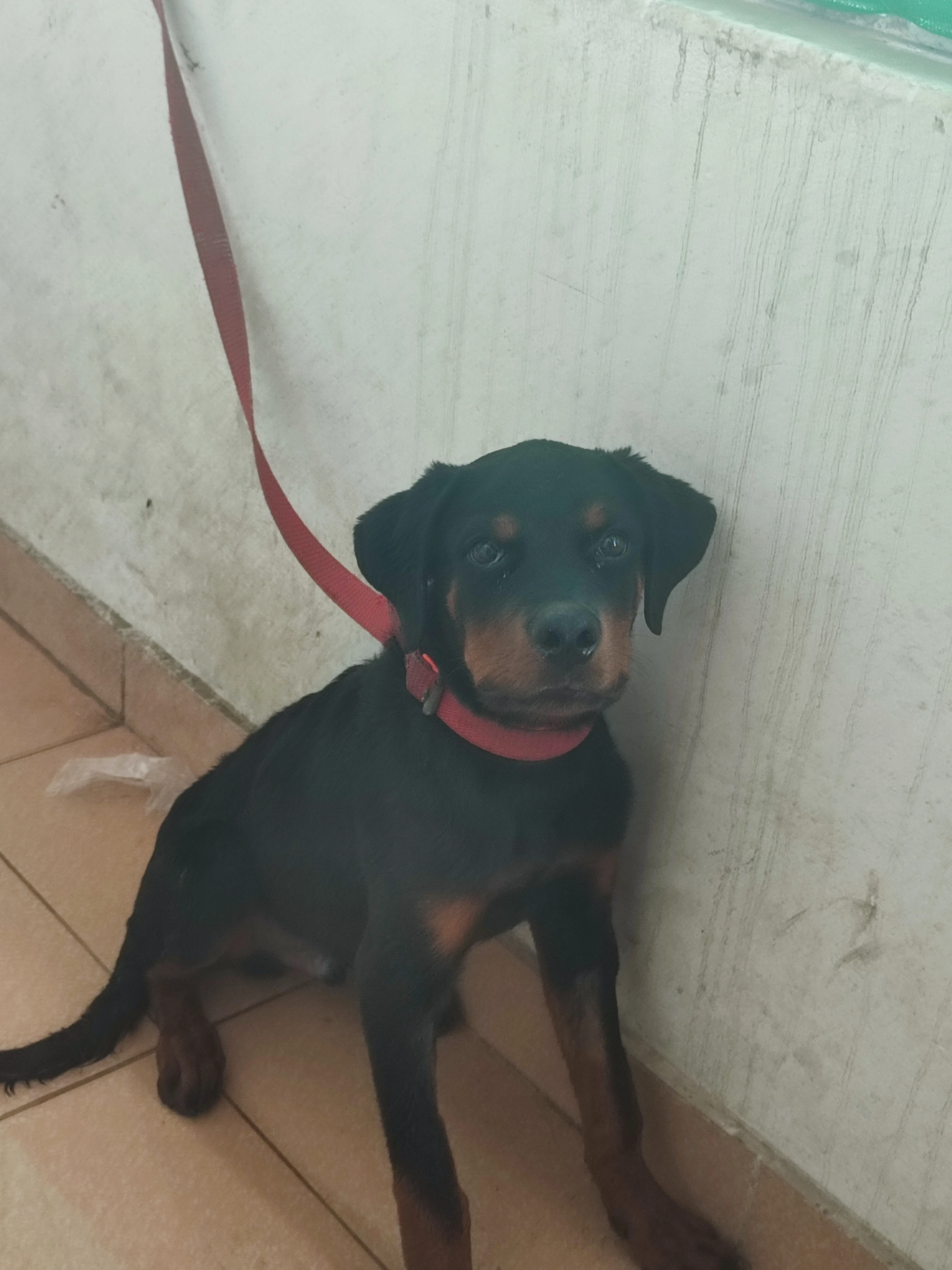 Pedigree Rottweiler 4 months puppy for sale-Image 6