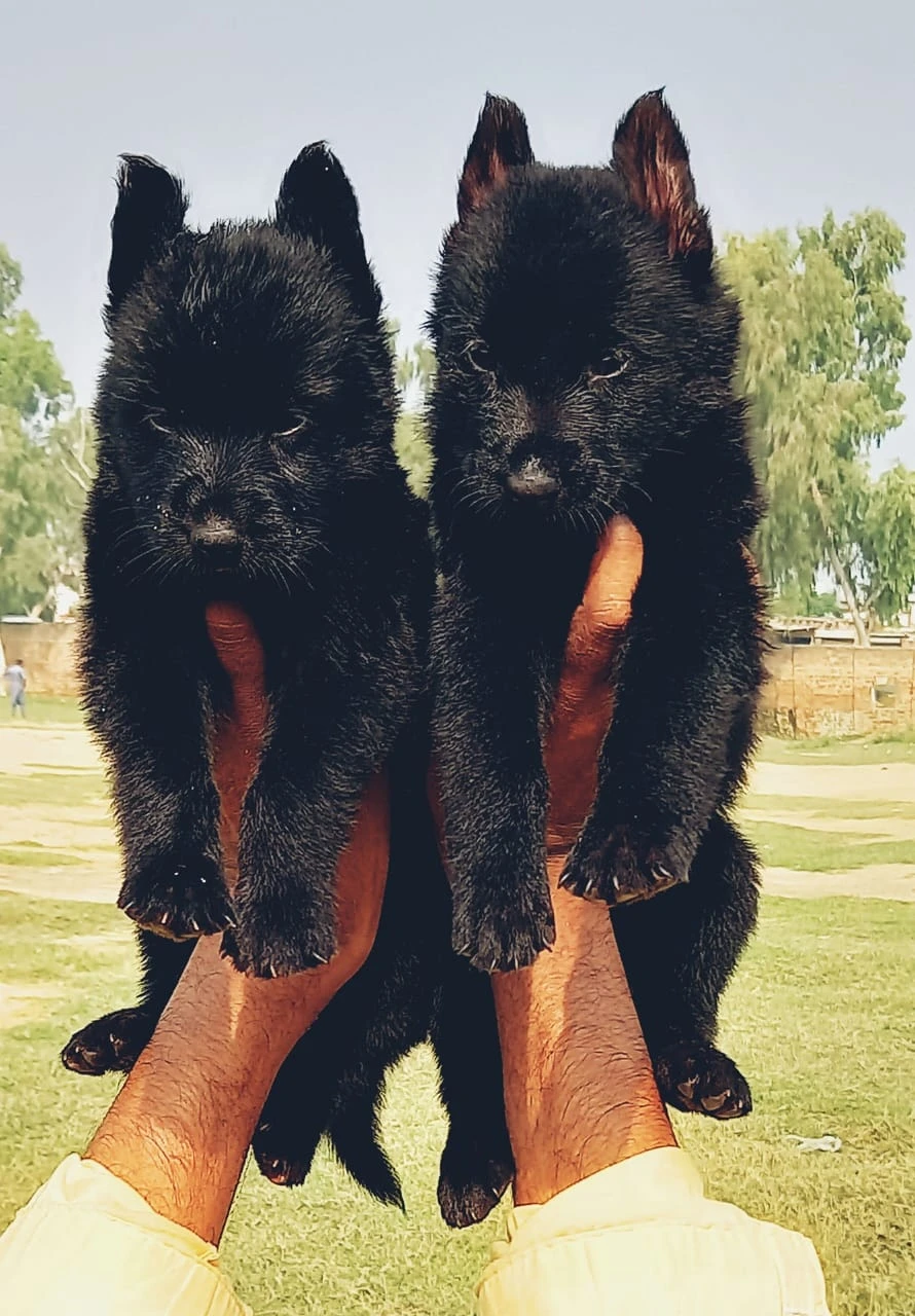 Black german shepherd for sale non pedigree