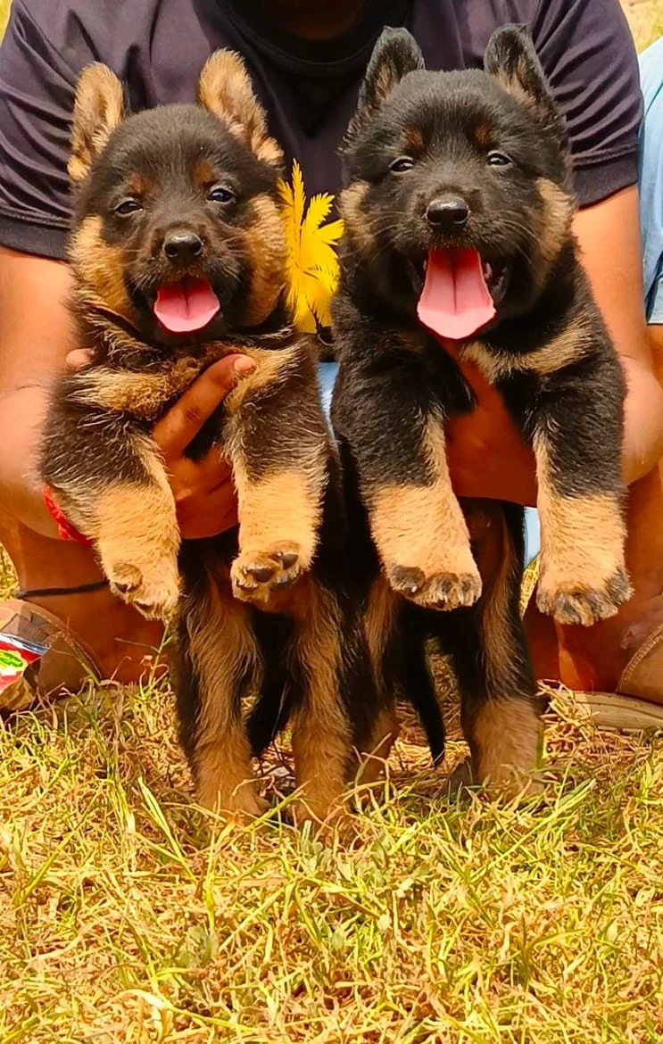 German shepherd puppies available