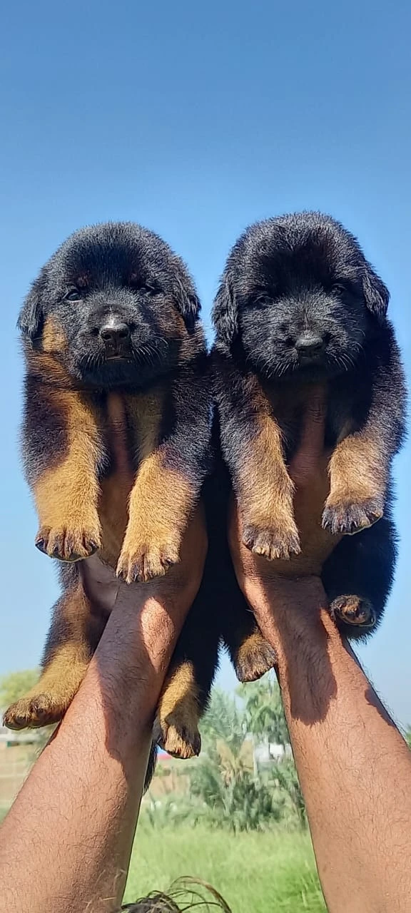 German Shepherd Double Coat Puppies for sale-Image 1