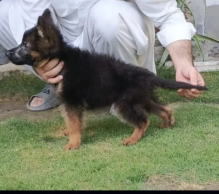 Show Qulaity Jerman shepherd male and female puppies for sale