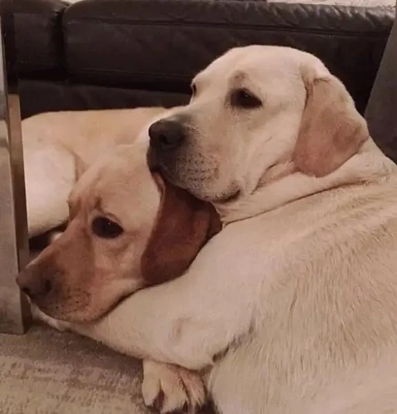 Labrador puppies available looking for a new home