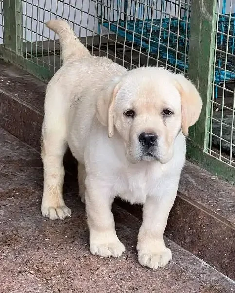 Labrador puppies available looking for a new home-Image 2