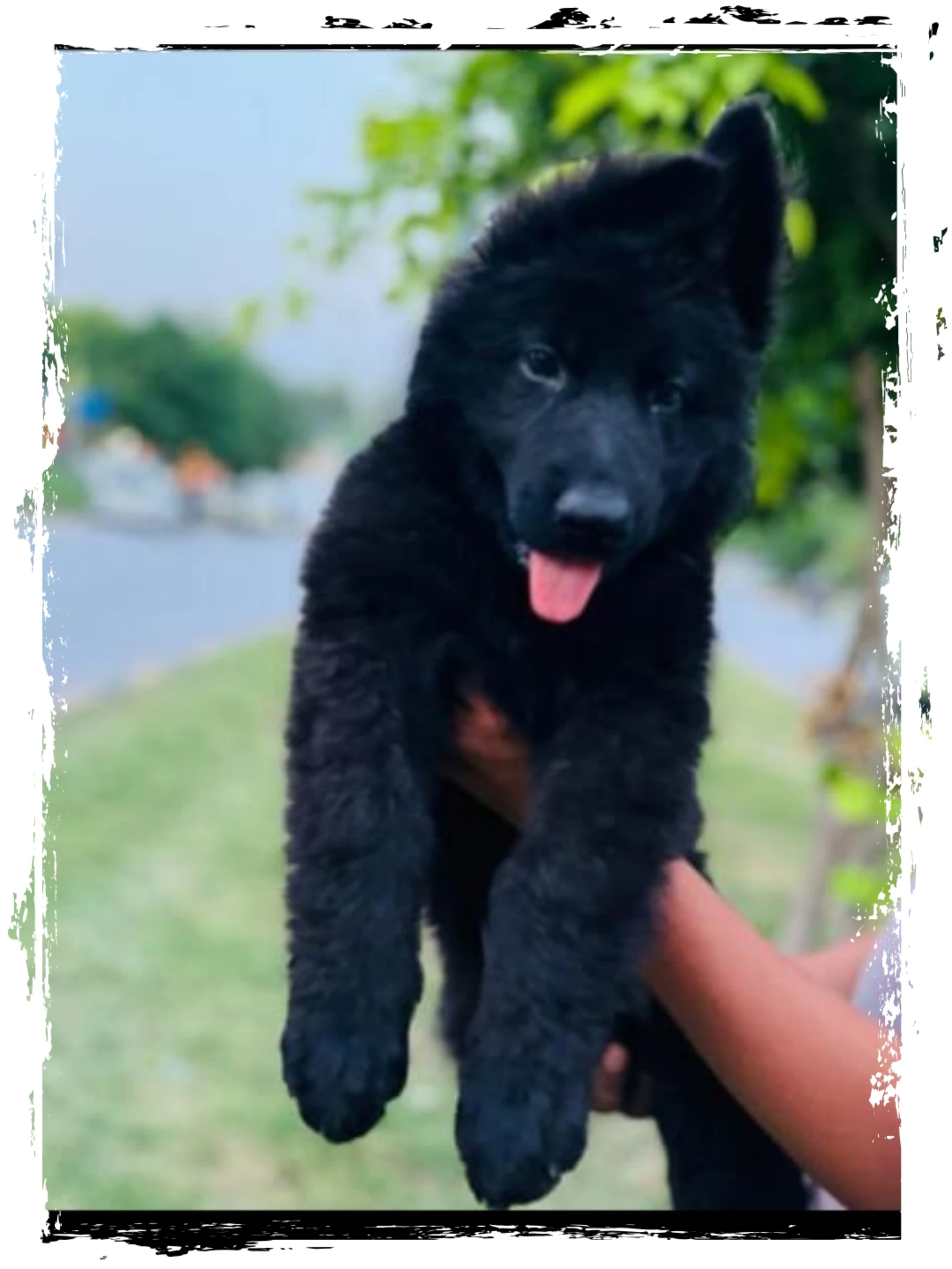 Black German Shepherd for sale male-Image 1