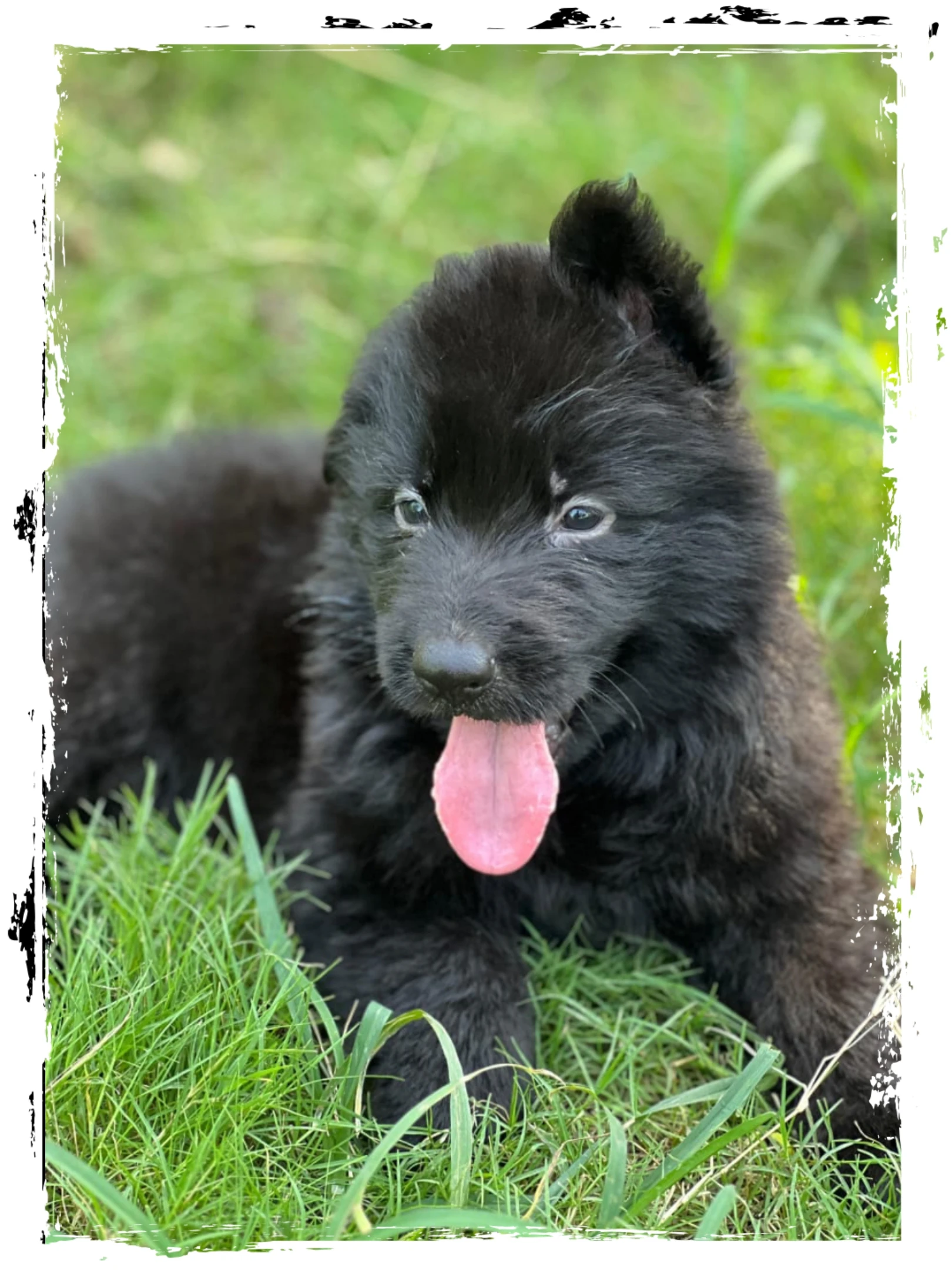 Black German Shepherd for sale male-Image 2