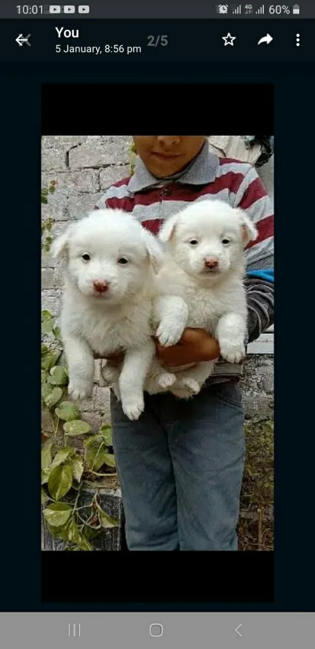 Russian puppy pink nose