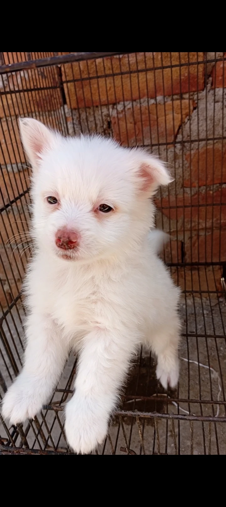 Russian puppy pink nose