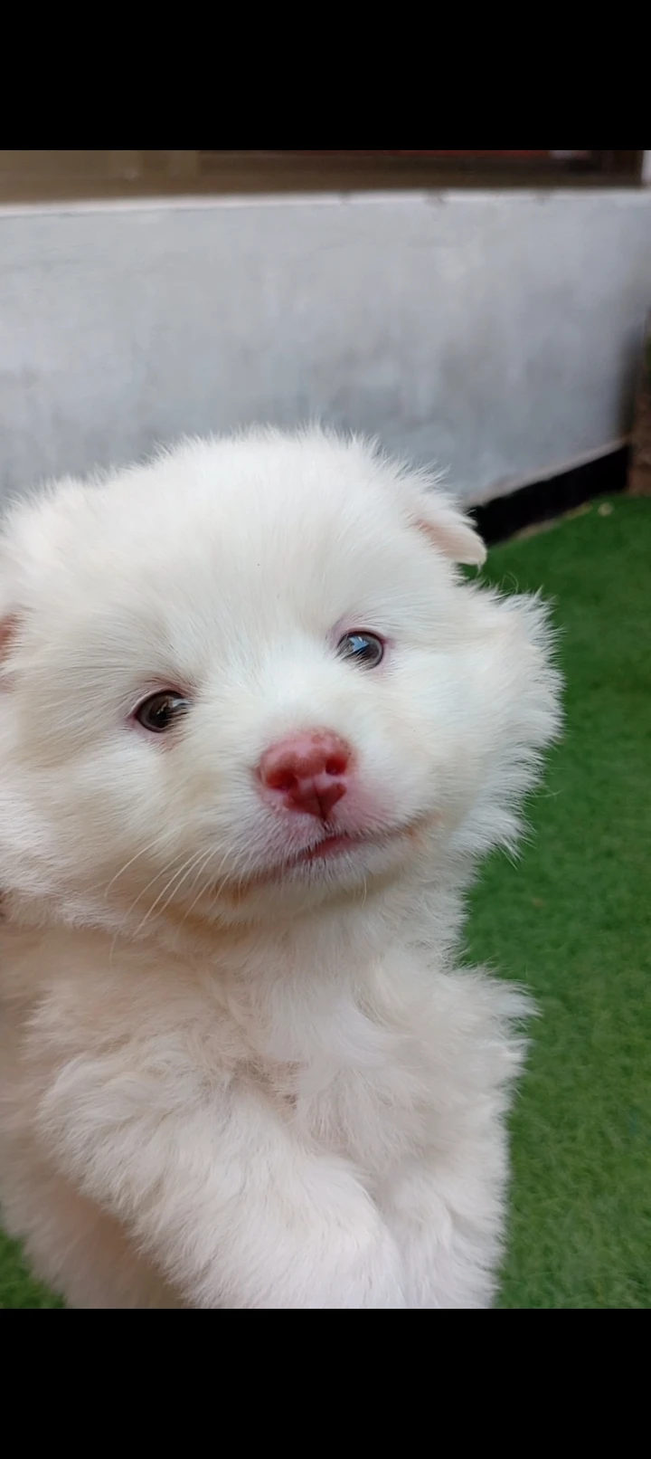 Russian puppy pink nose