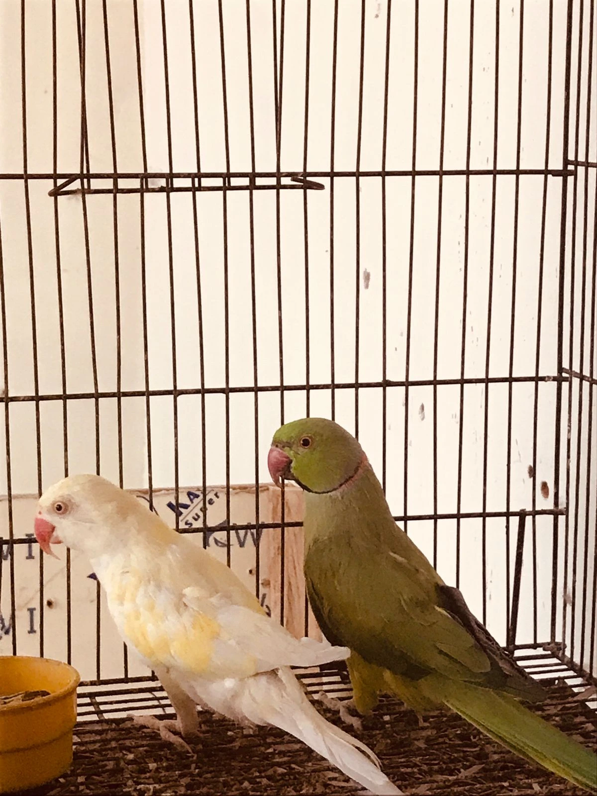 Breeder Pair (Green Male Creamino Female)