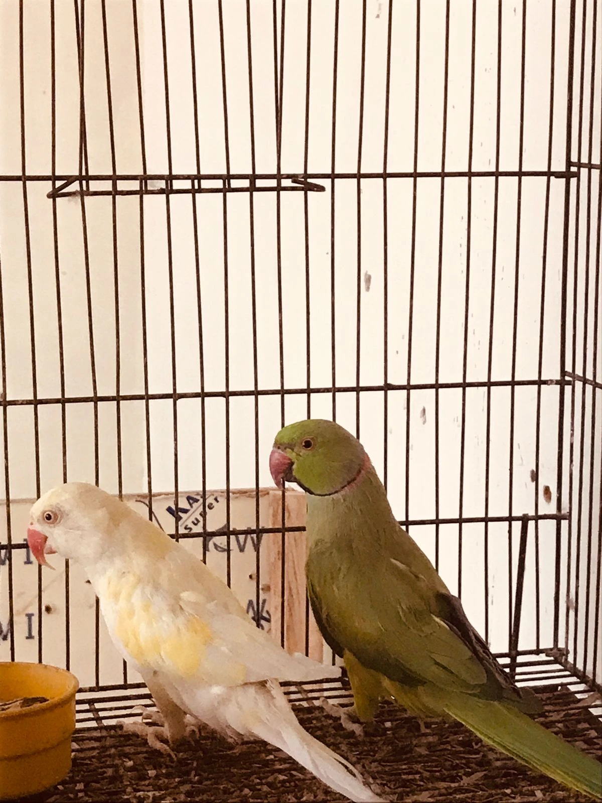 Breeder Pair (Green Male Creamino Female)