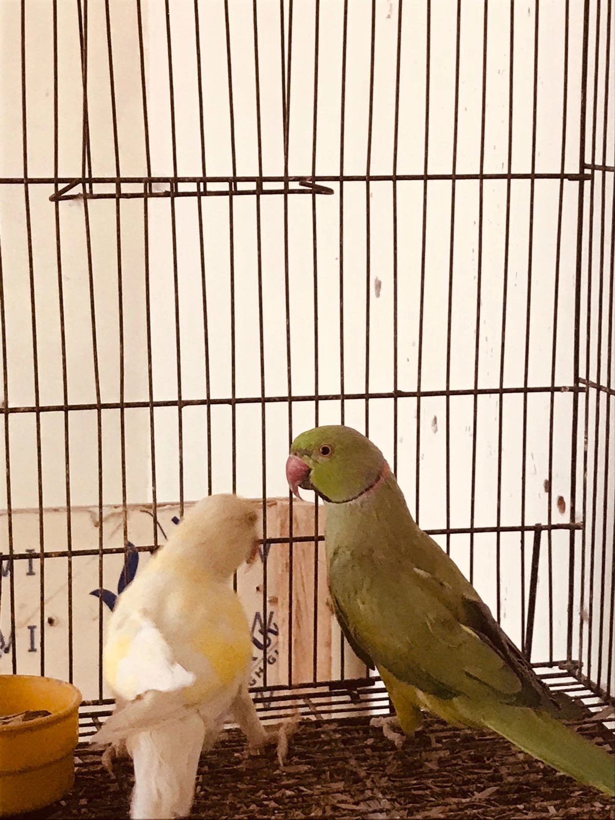 Breeder Pair (Green Male Creamino Female)