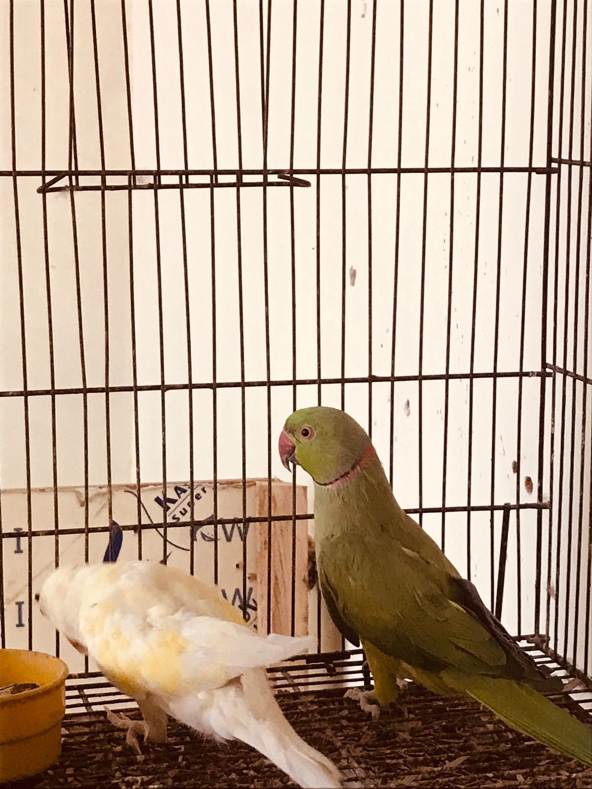 Breeder Pair (Green Male Creamino Female)