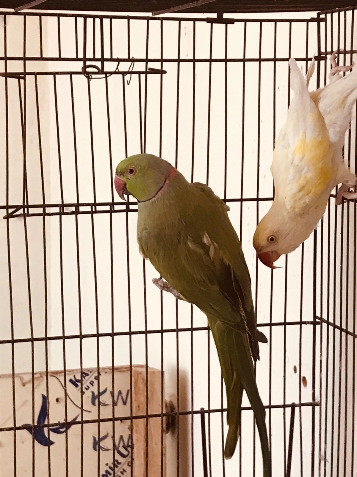 Breeder Pair (Green Male Creamino Female)