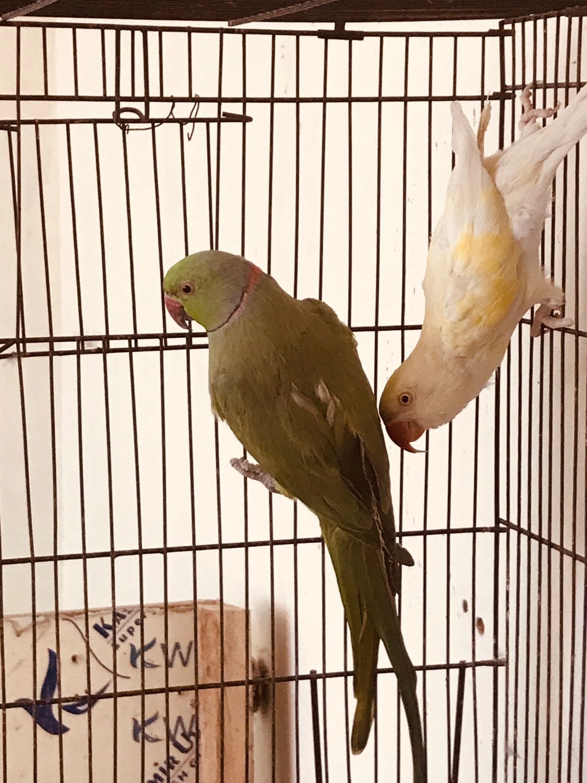 Breeder Pair (Green Male Creamino Female)