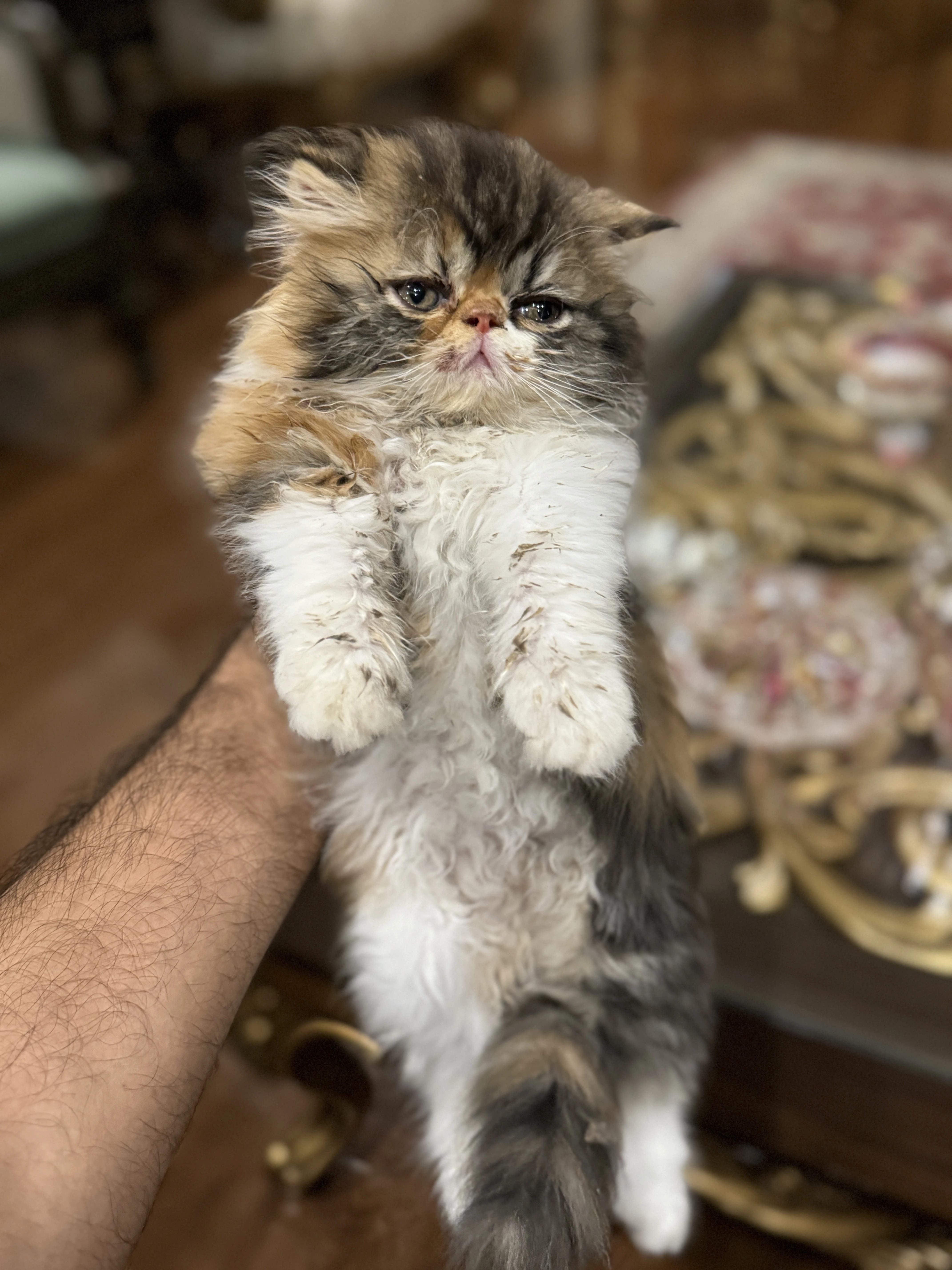 Calico kitten 2 months old