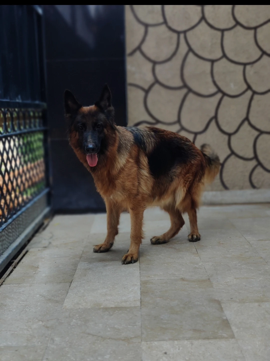 German Shepherd Pedigree Female